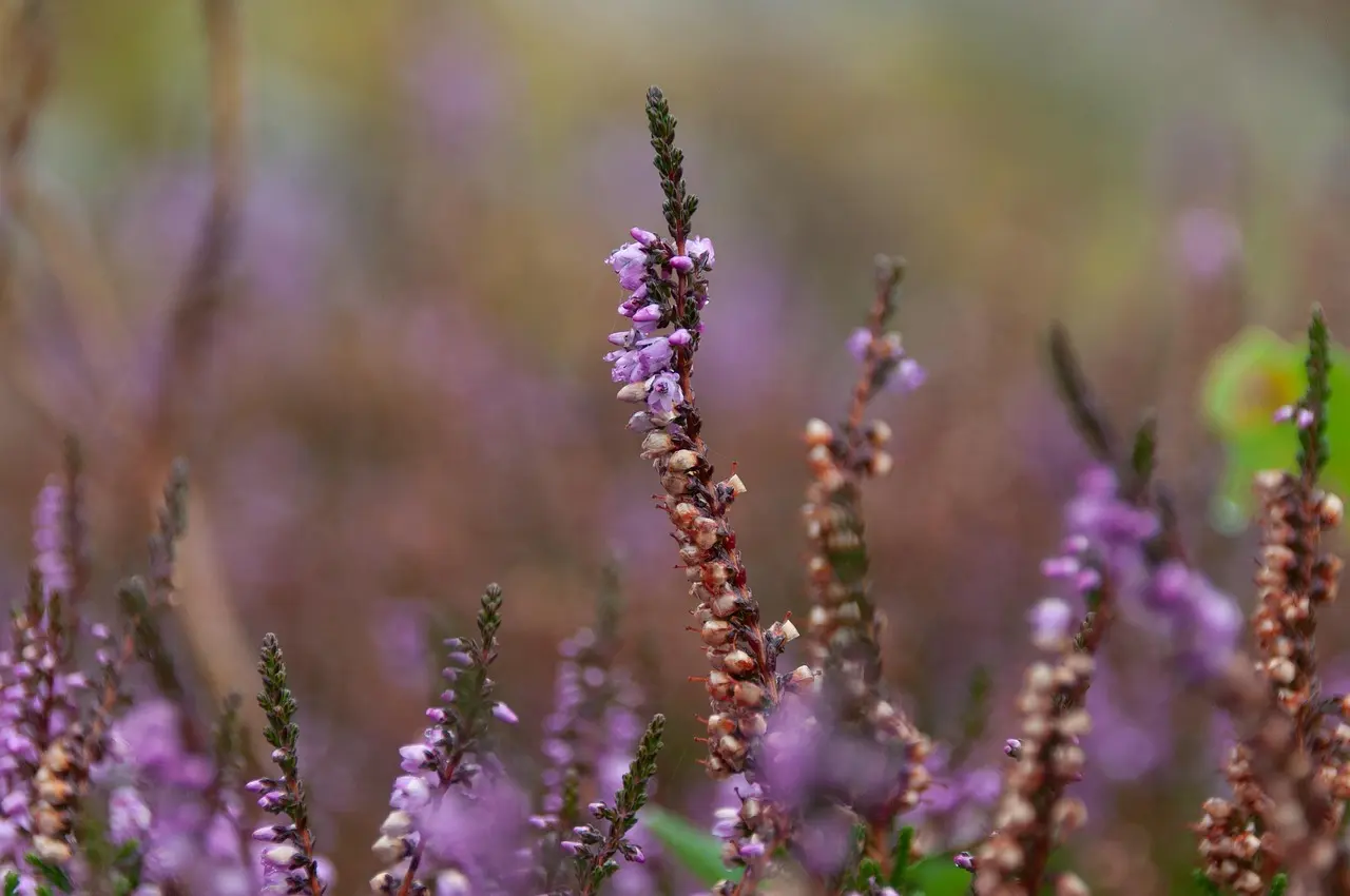 Hvornår står lyngen smukkest i Nationalpark Thy?