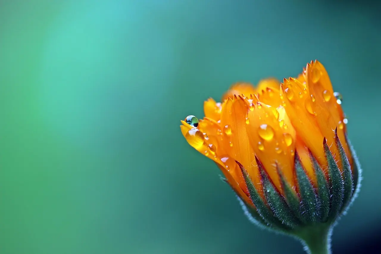 9 spiselige blomster til køkkenhaven