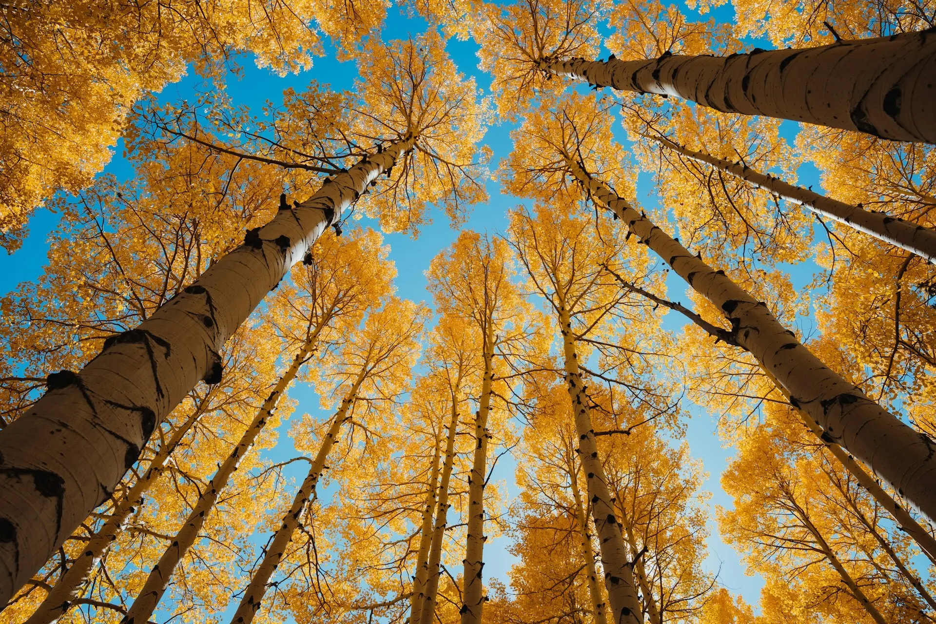 Danskerne i 2026 vælger rygsækken frem for skærmen