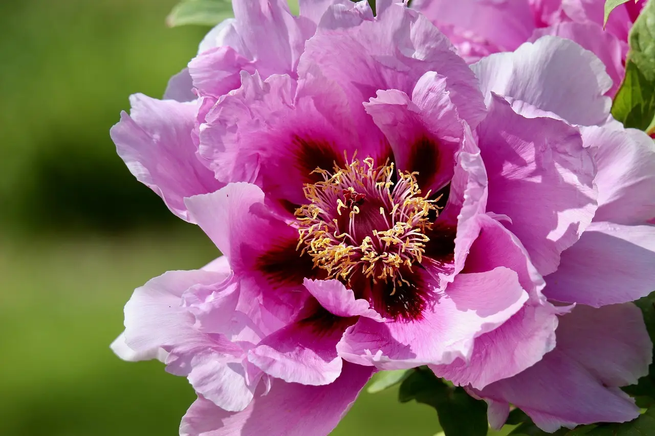 Sådan binder du pæoner op uden at knække stænglerne