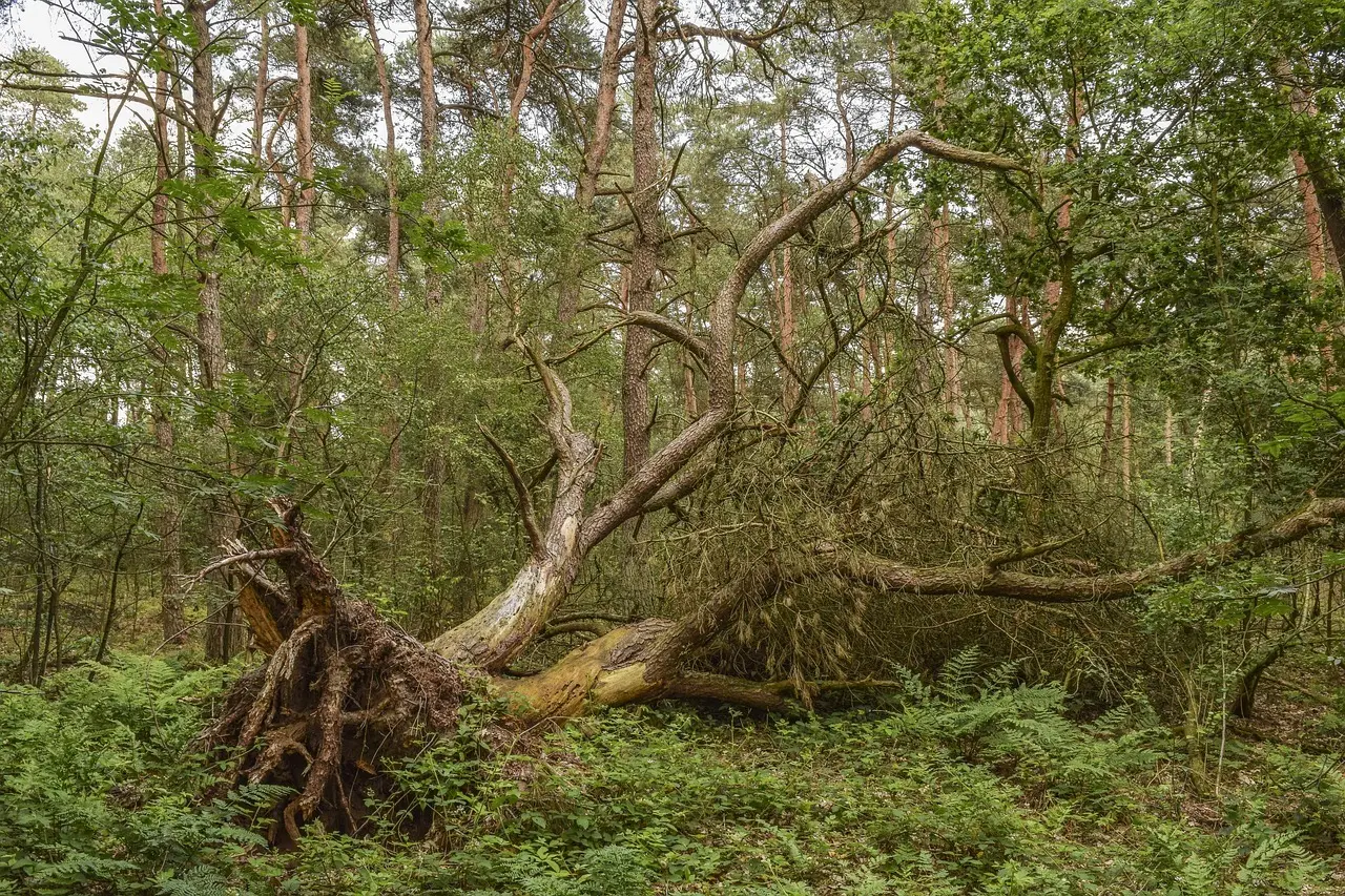 8 tegn på farlige træer på lejrpladsen i blæsevejr