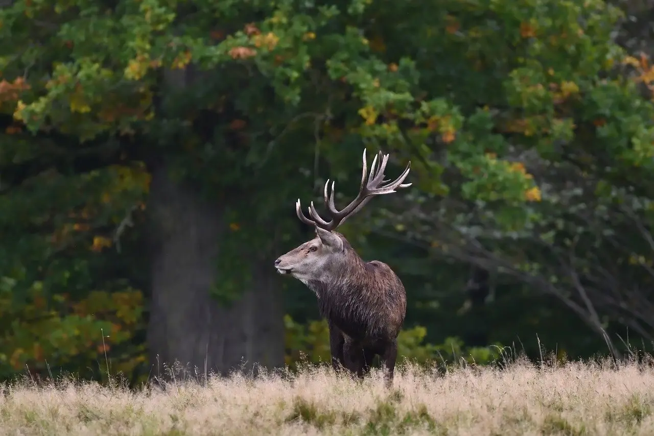 Hvor kan du høre kronhjortene brøle på Fyn i september?