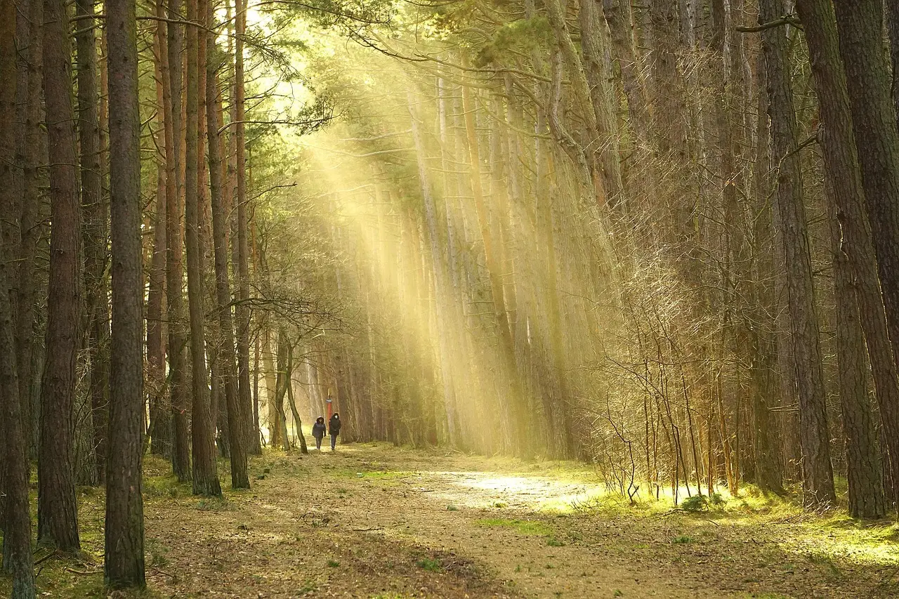 7 børnevenlige gåture i Rold Skov