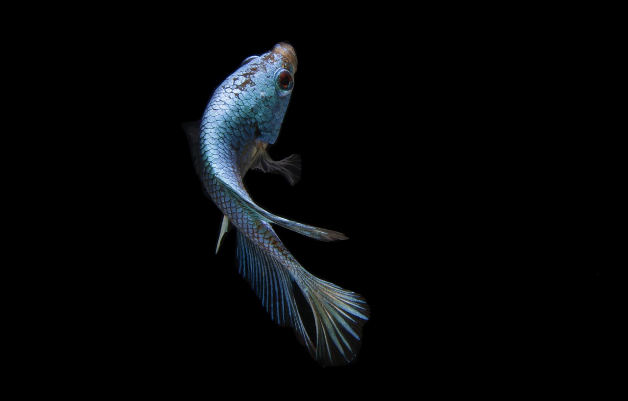 Fisk Krydsord