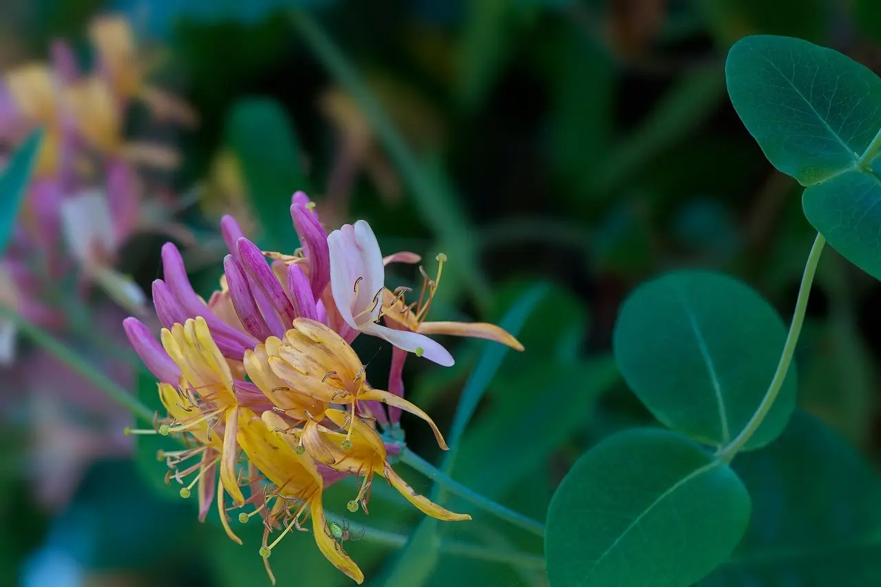 5 duftende klatreplanter til små pergolaer