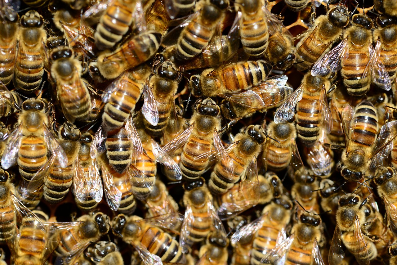 Insekter Krydsord