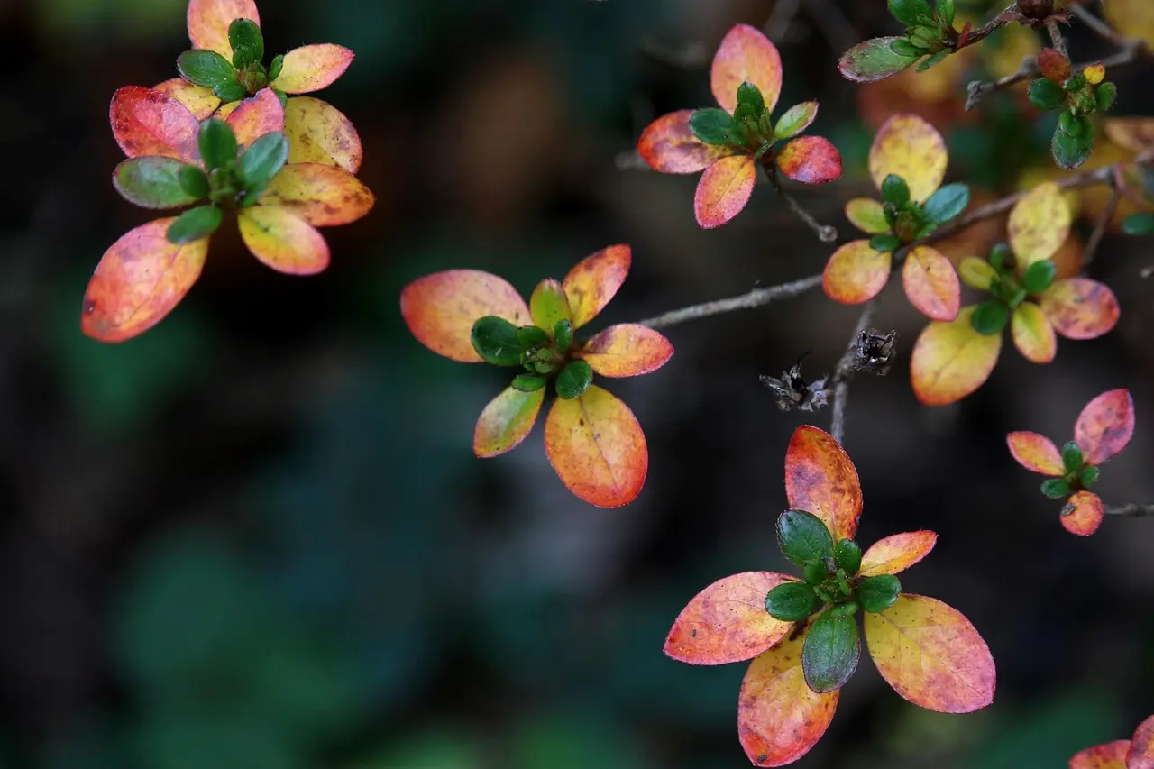 Sådan justerer du pH i rhododendronbedet med svovl og spagnum