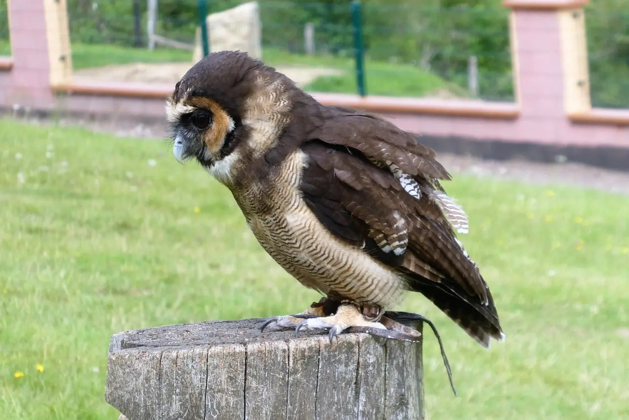 11 natlyde du kan lære at genkende på tur