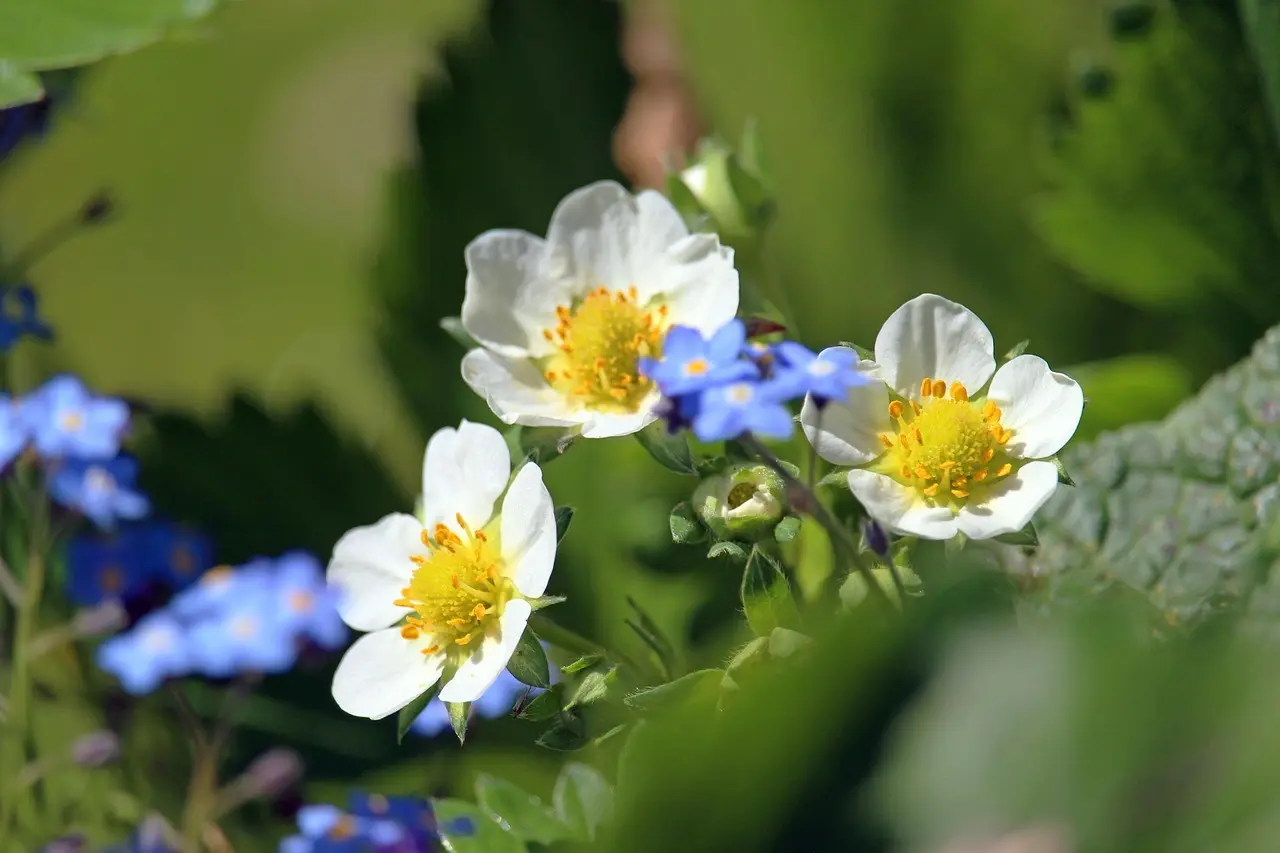 Hvor tæt skal du plante jordbær i højbede?