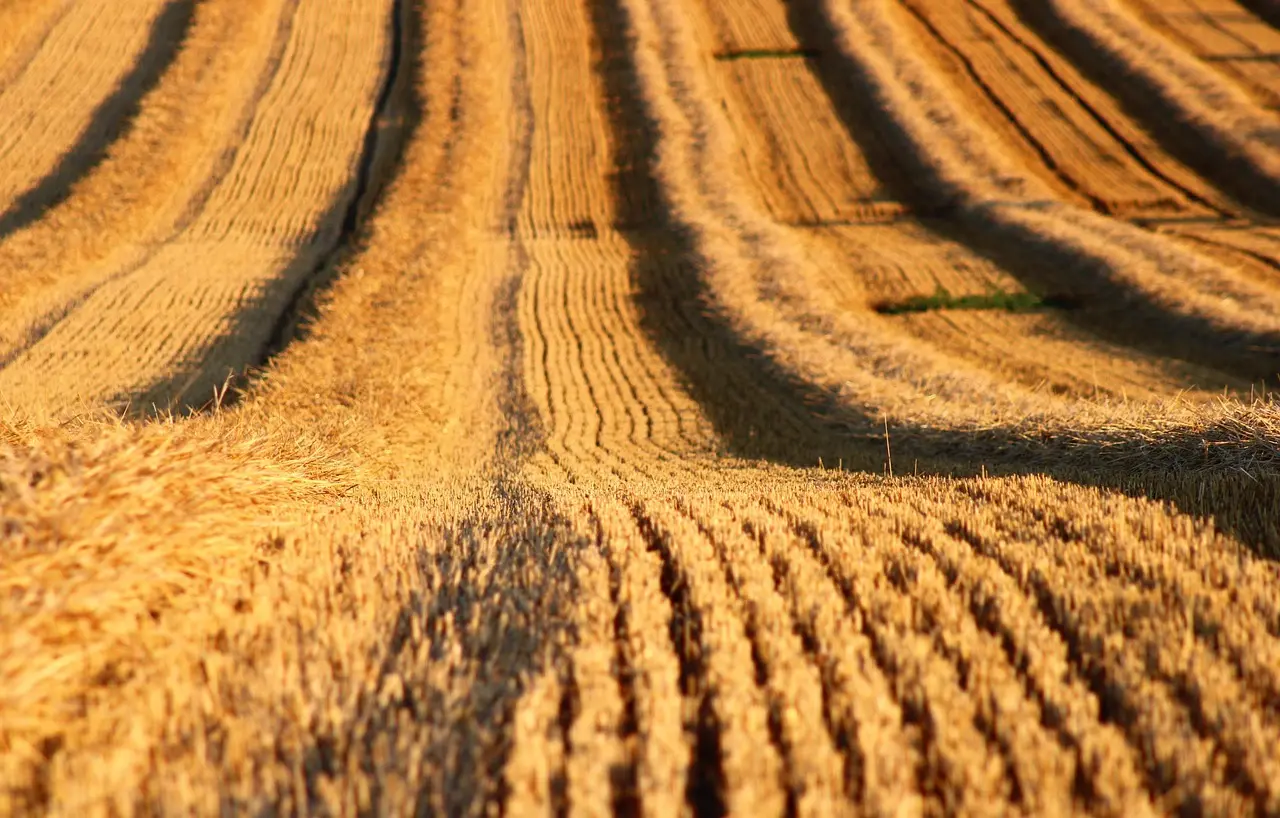 10 kompasøvelser i fladt dansk terræn