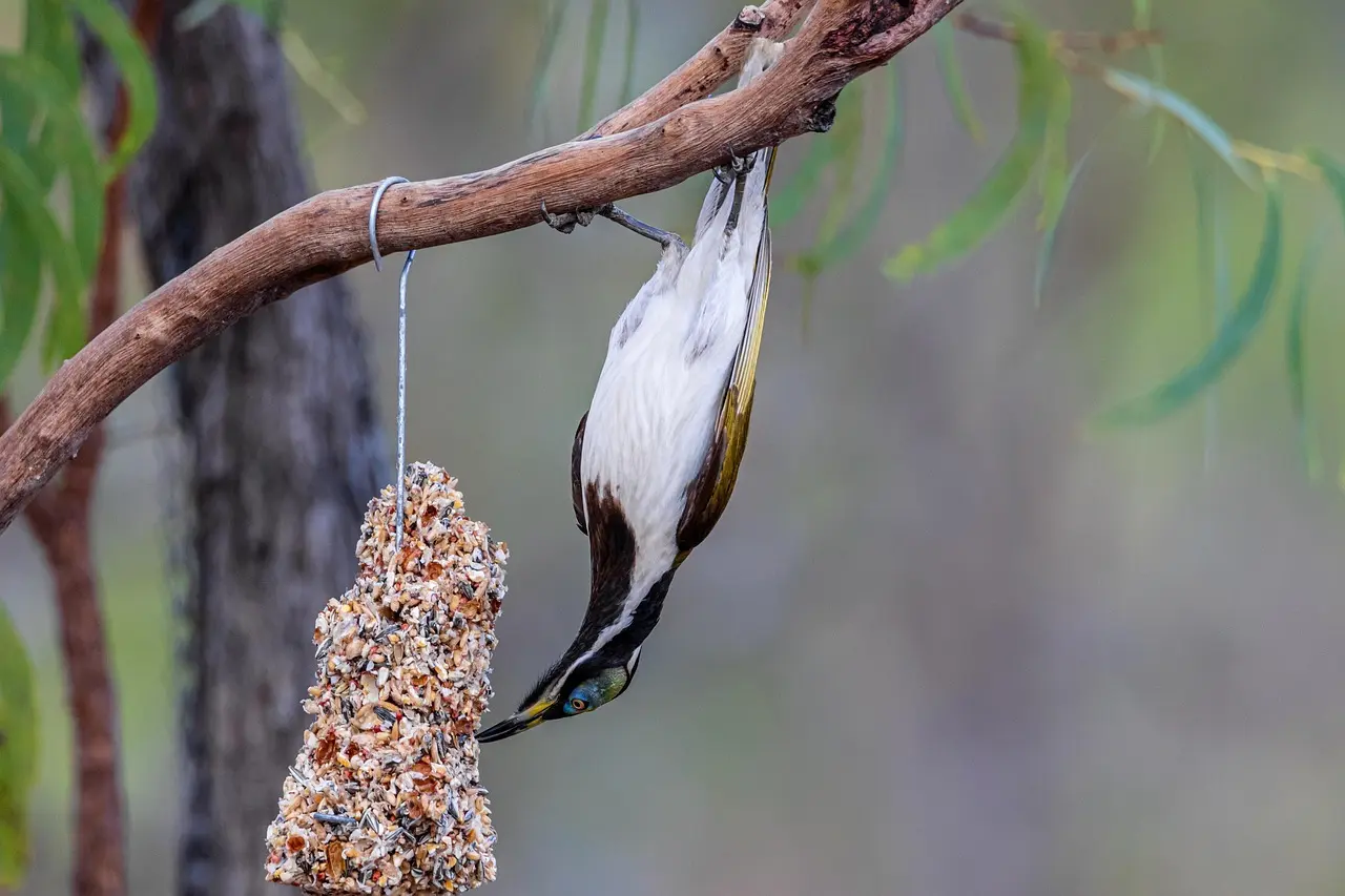 Vælg en sikker lejrplads i danske nåleskove efter en storm