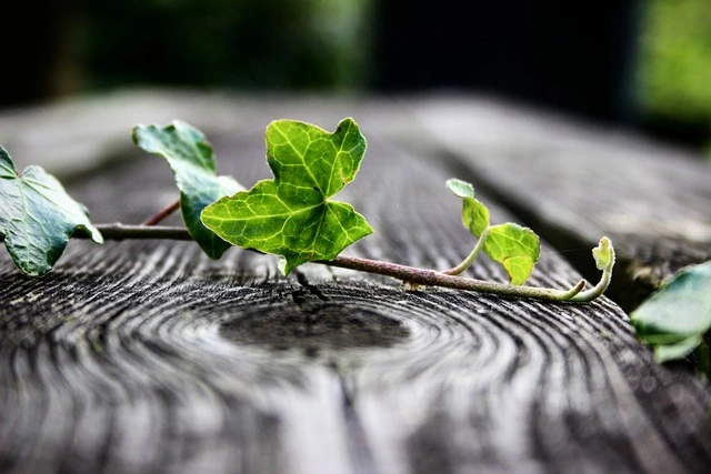 Vil du gerne blogge om Outdoor og livet i naturen? Sådan kommer du godt i gang