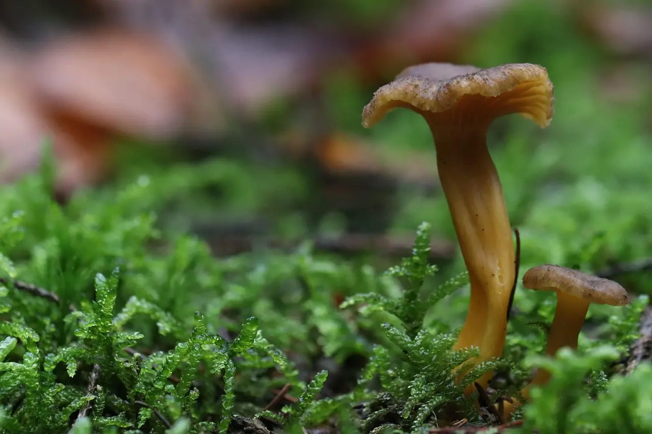 Hvad må du sanke i danske skove i september?