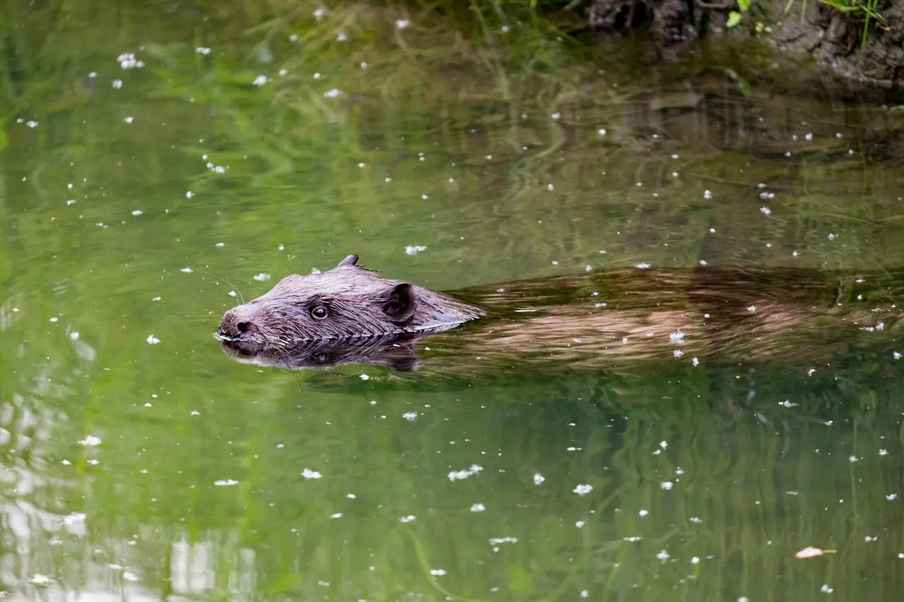 7 sikre tegn på bæveraktivitet langs åer
