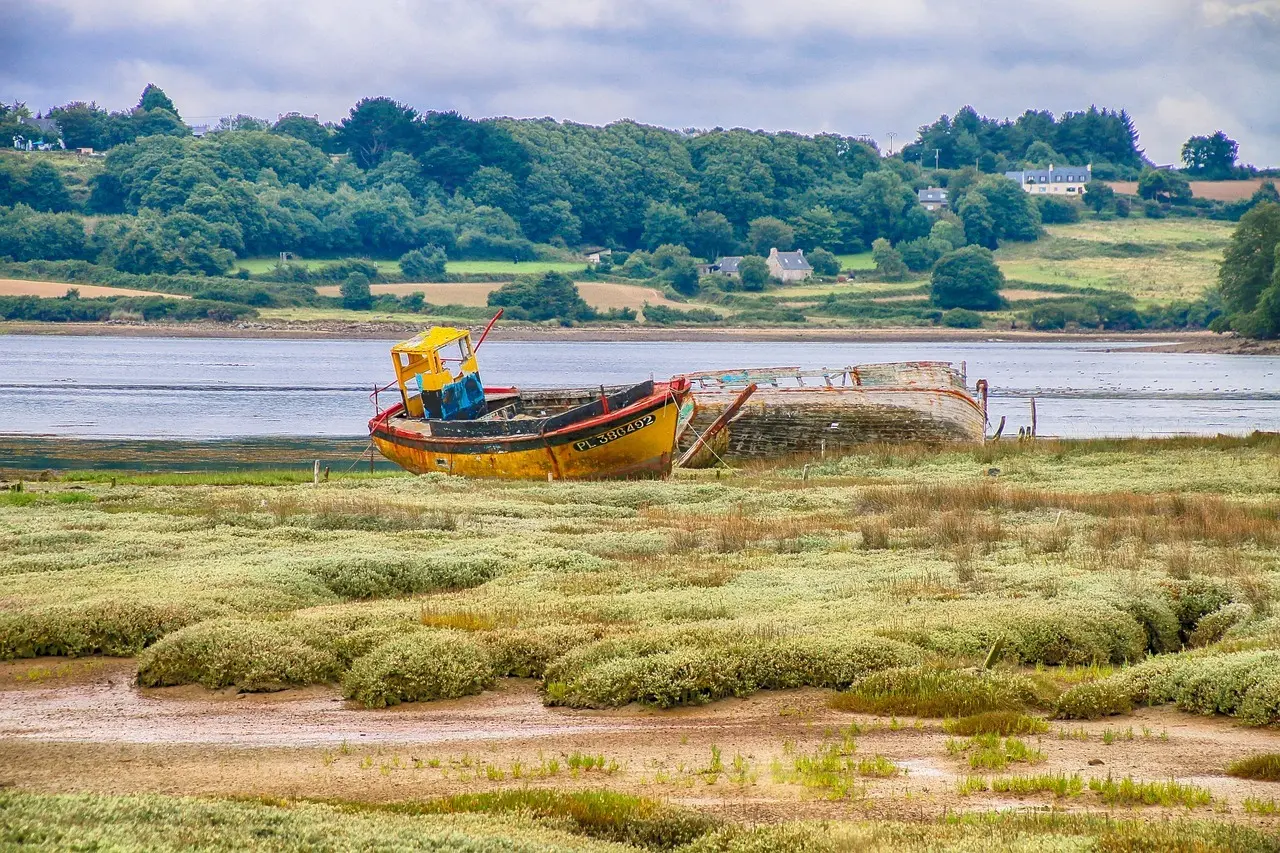 9 spiselige kystplanter du kan sanke i maj