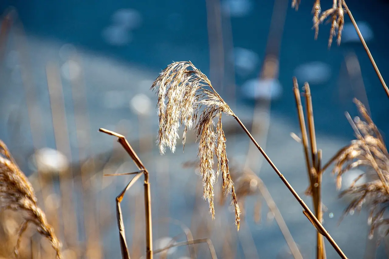 Morgenro ved Arresø: vandretur til Auderød Havn