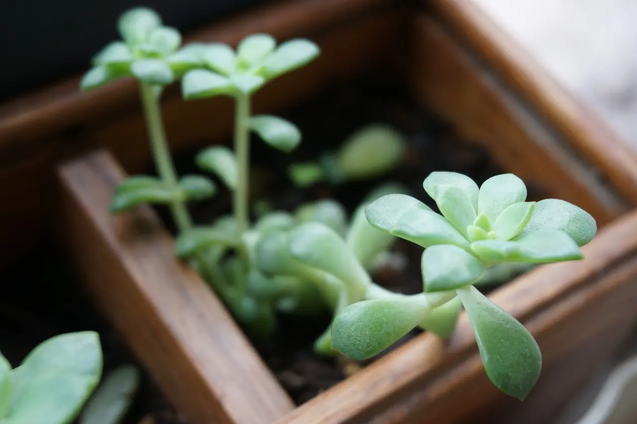 Hvilken jord er bedst til blåbærbuske i krukker?